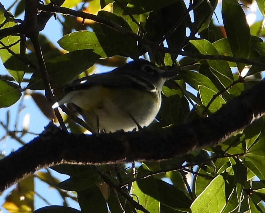 Graukopfvireo - ML646332863