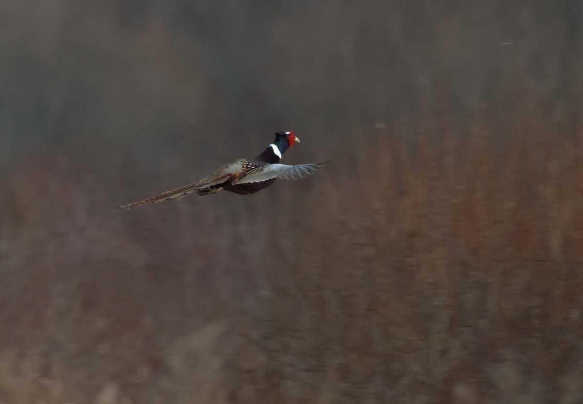 コウライキジ - ML646332864