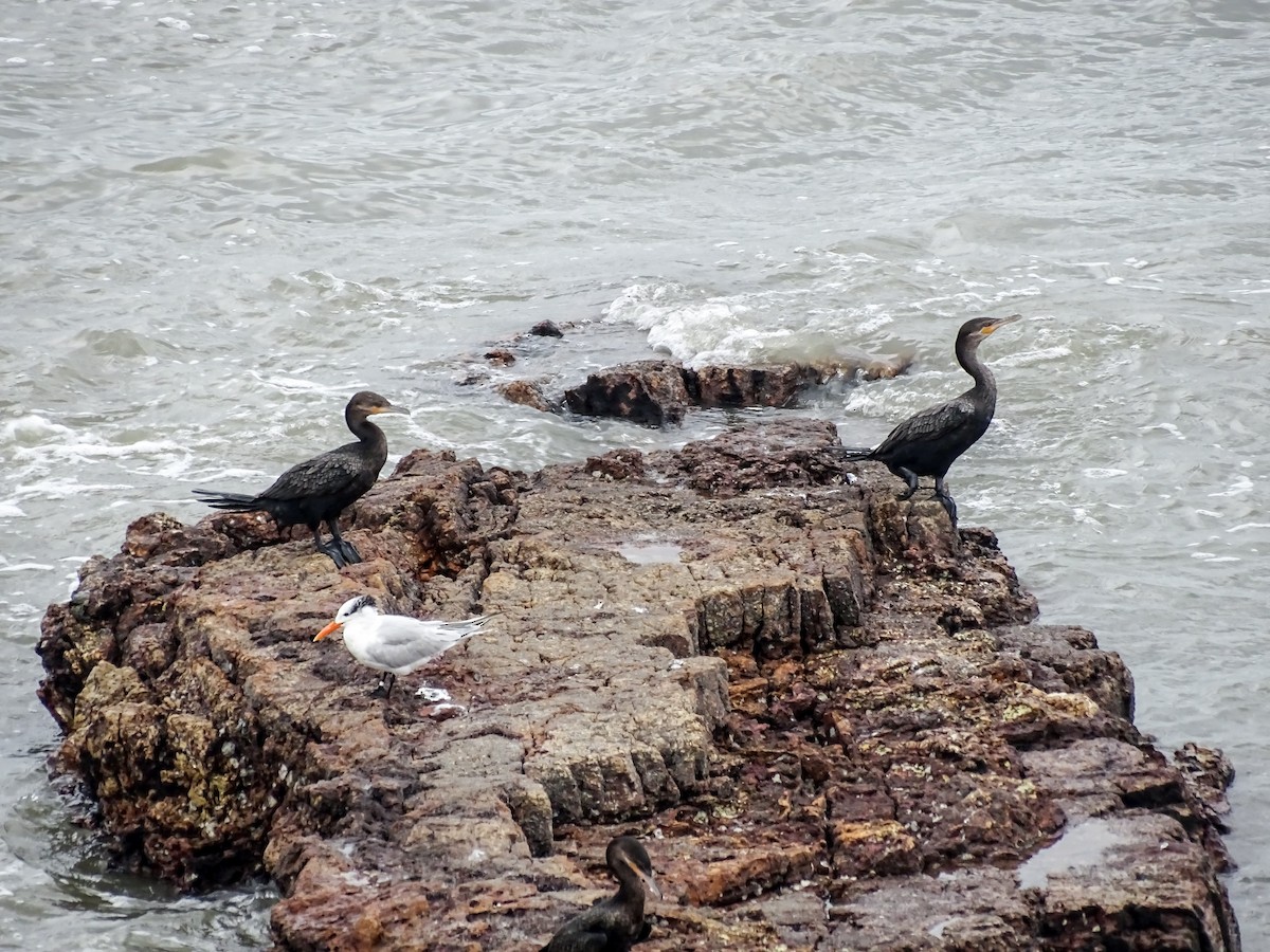 Neotropic Cormorant - ML646332872