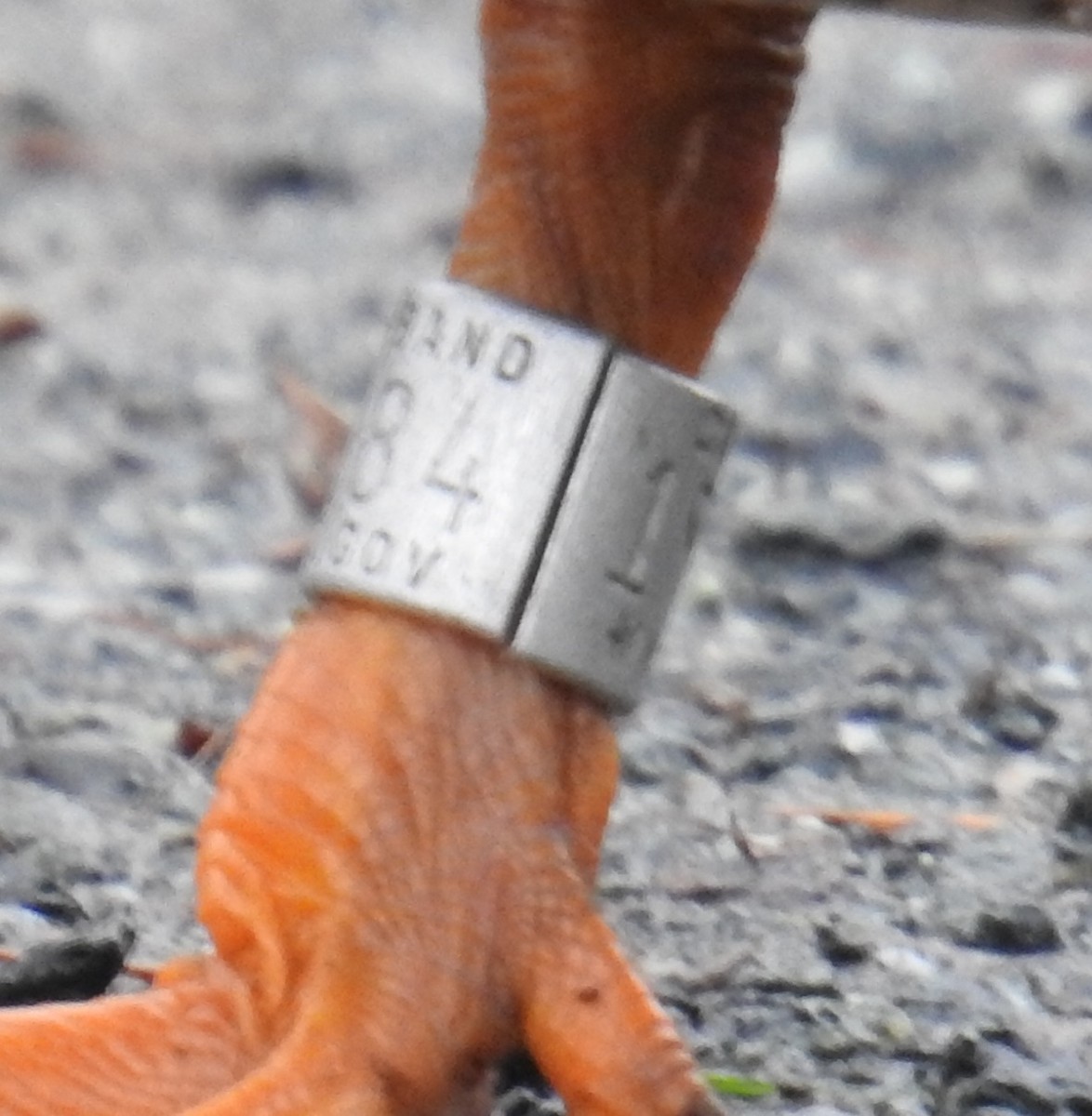 綠頭鴨 - ML646332878