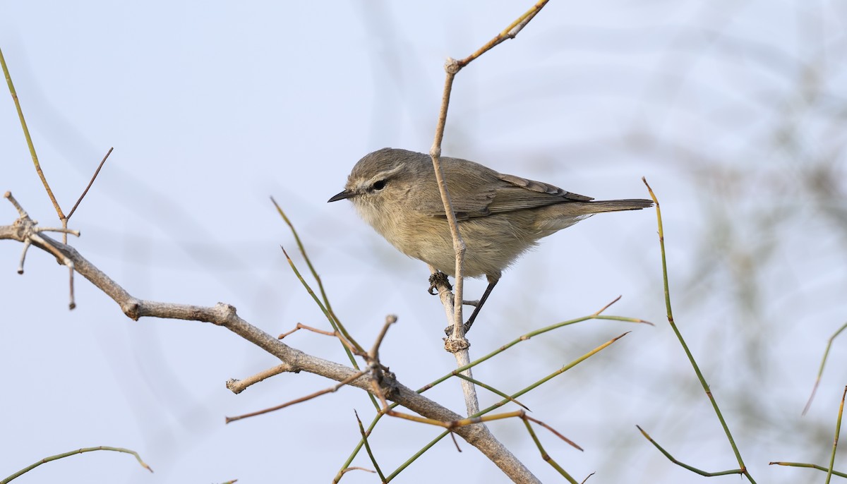 Plain Leaf Warbler - ML646332881