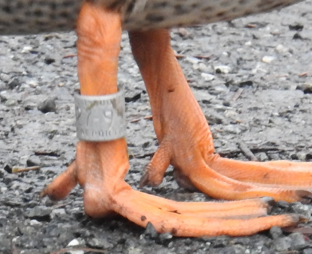 綠頭鴨 - ML646332883