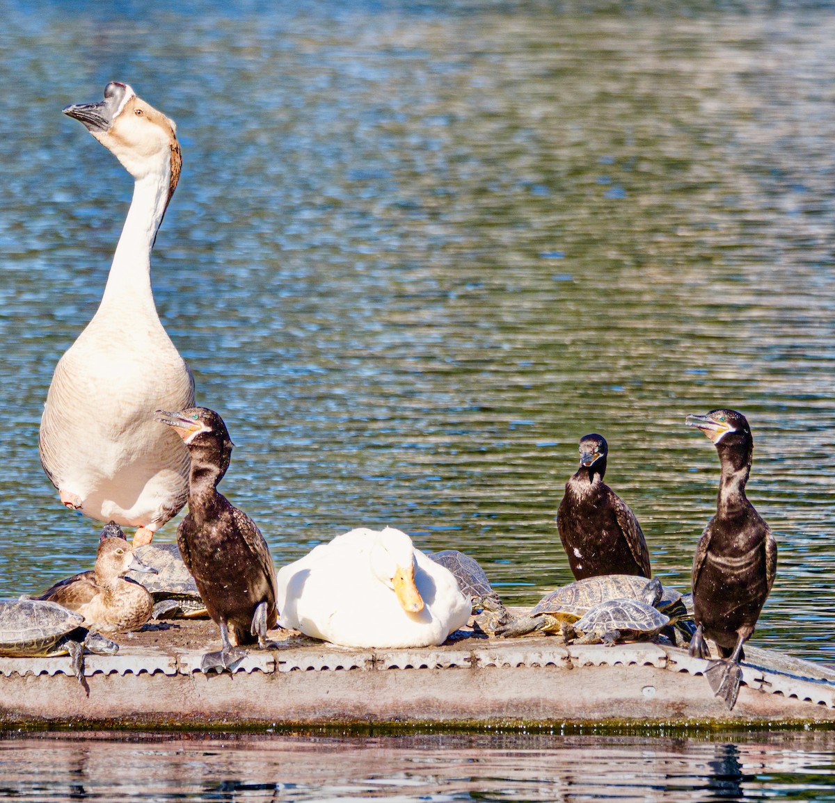 kormorán neotropický - ML646332885