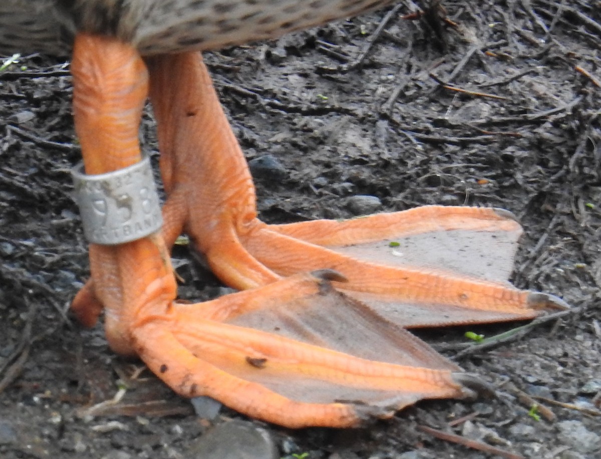 綠頭鴨 - ML646332888