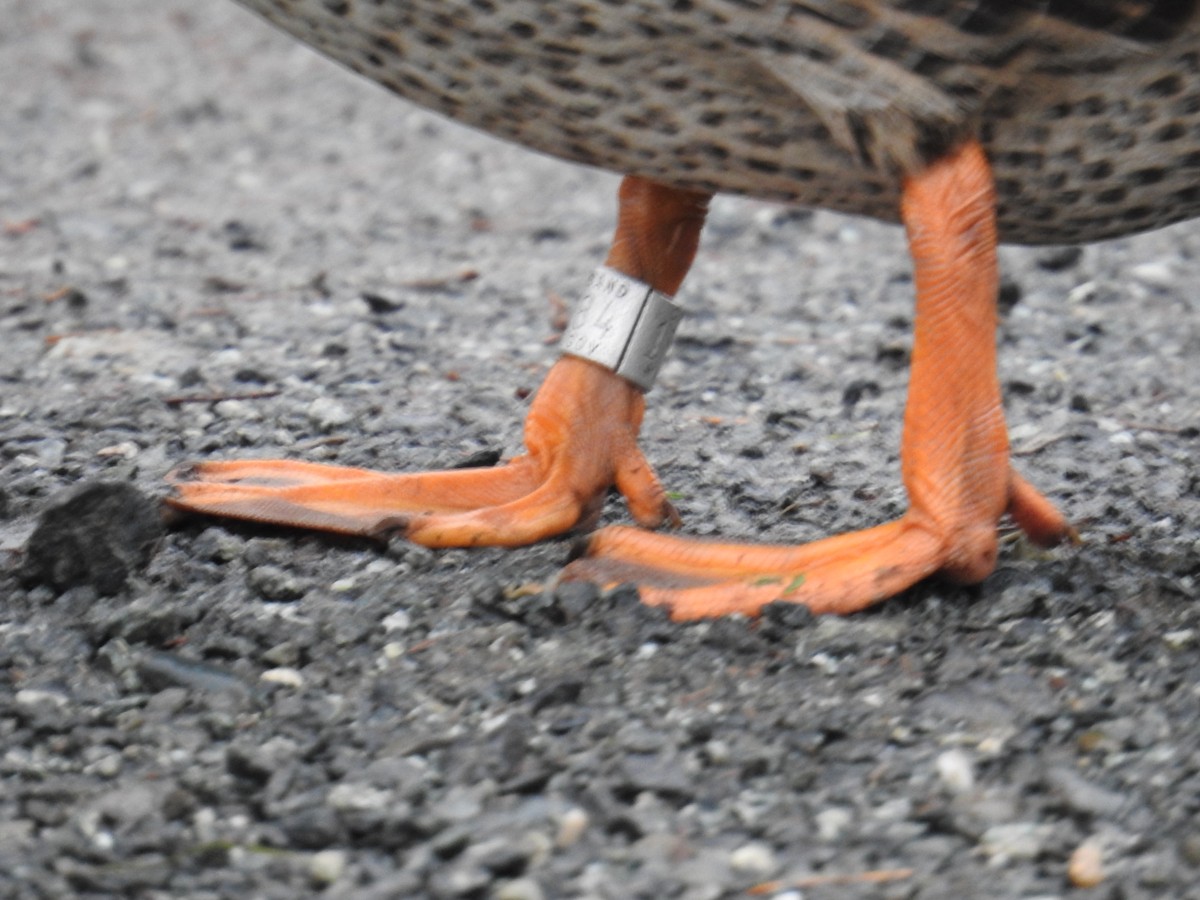 綠頭鴨 - ML646332893