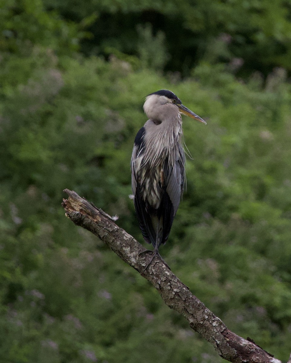 Great Blue Heron - ML646332920