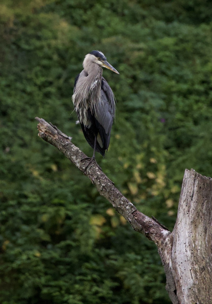 Great Blue Heron - ML646332921
