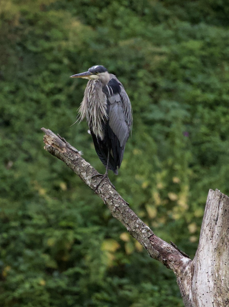 Great Blue Heron - ML646332922