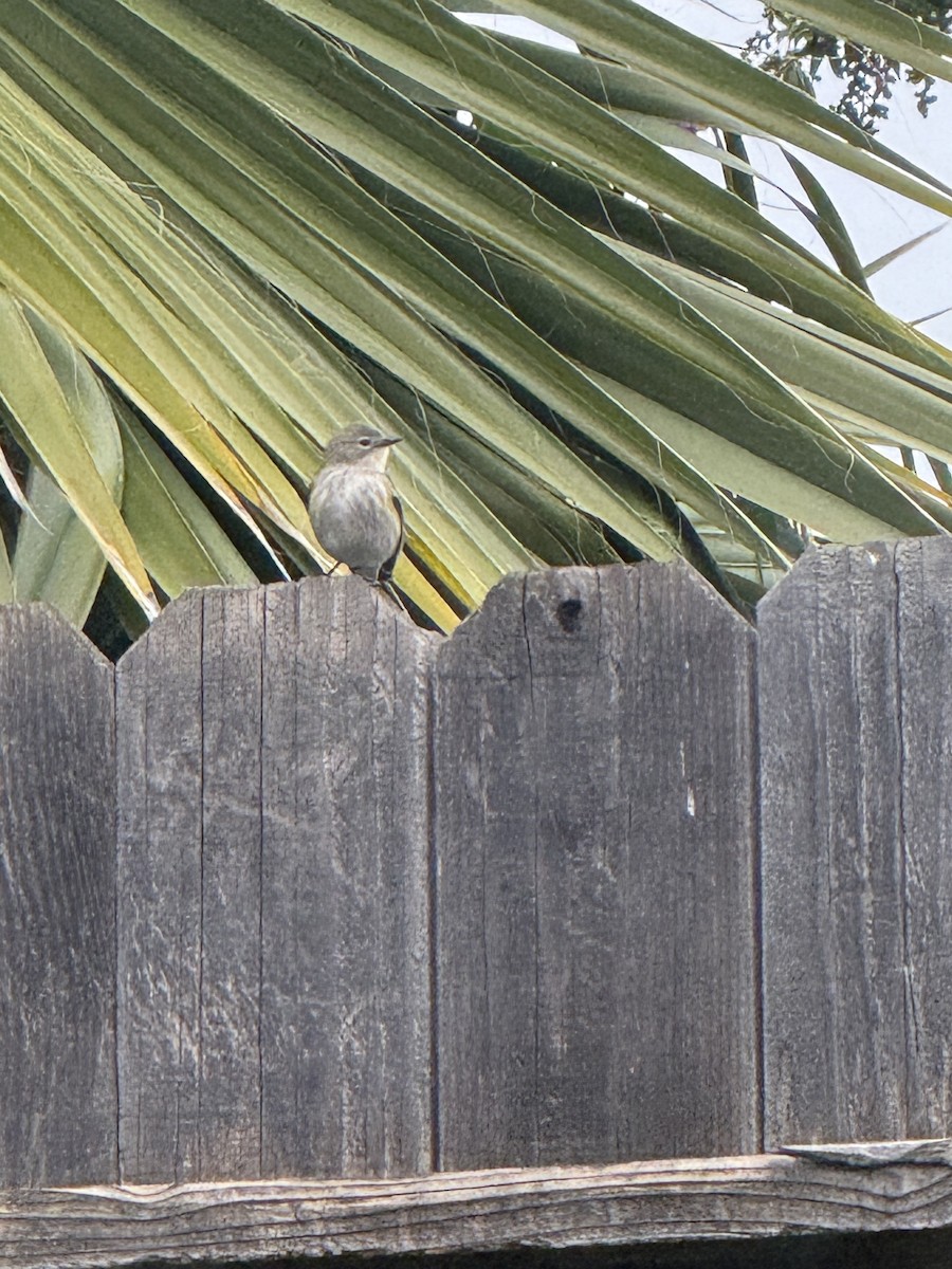 Yellow-rumped Warbler - ML646332924