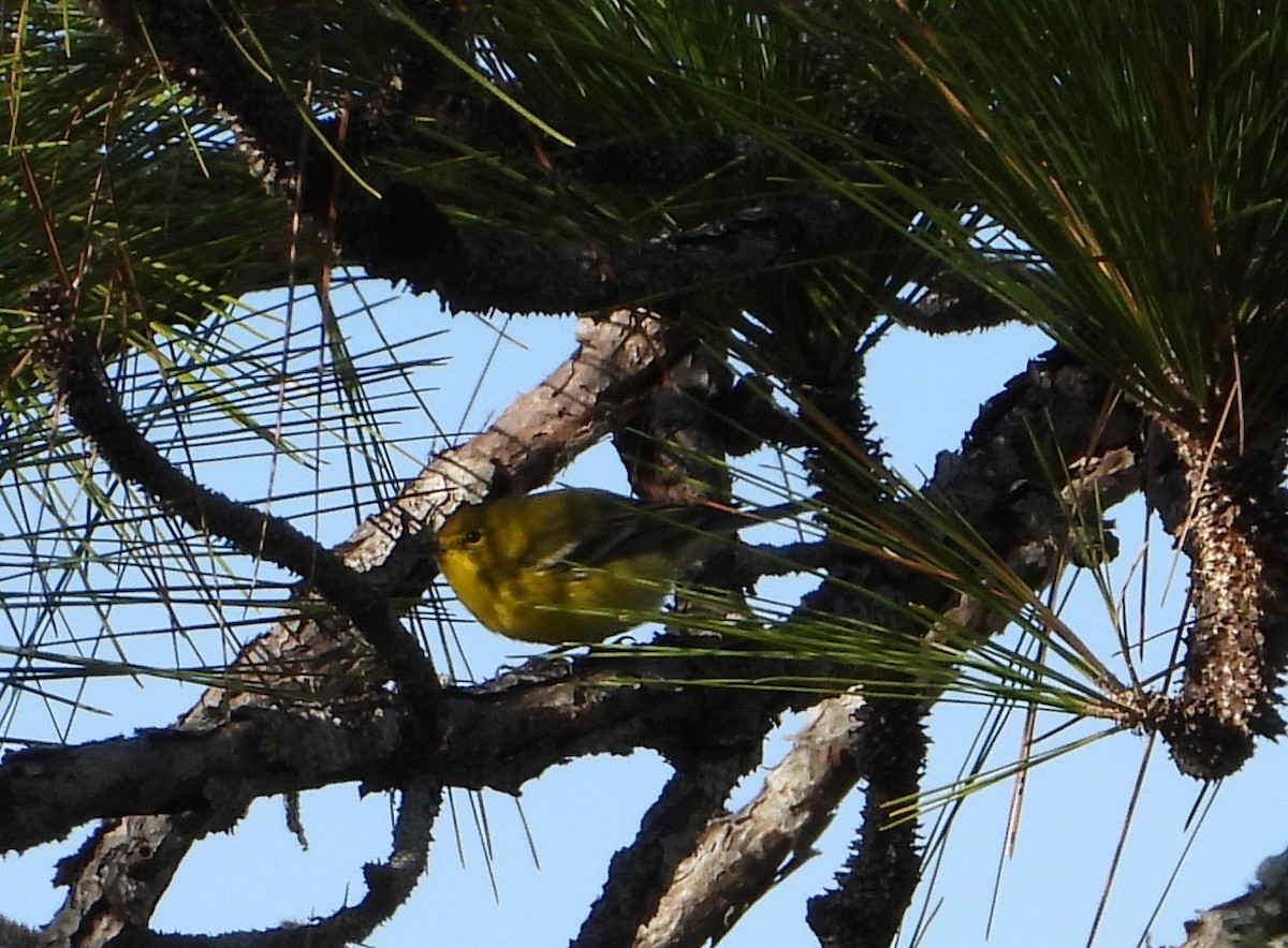 Pine Warbler - ML646332943