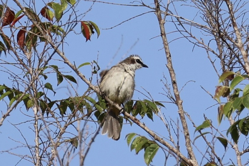 Белобровый бюльбюль - ML646332982