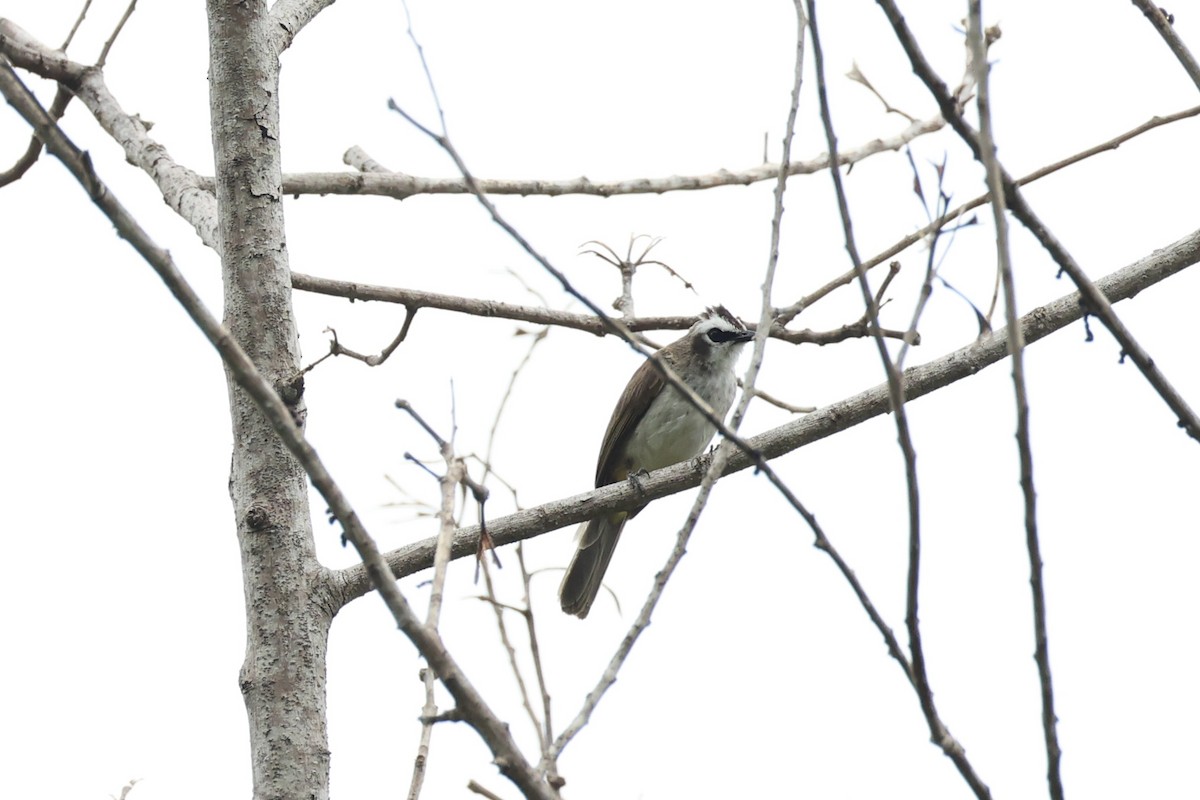 Белобровый бюльбюль - ML646332983