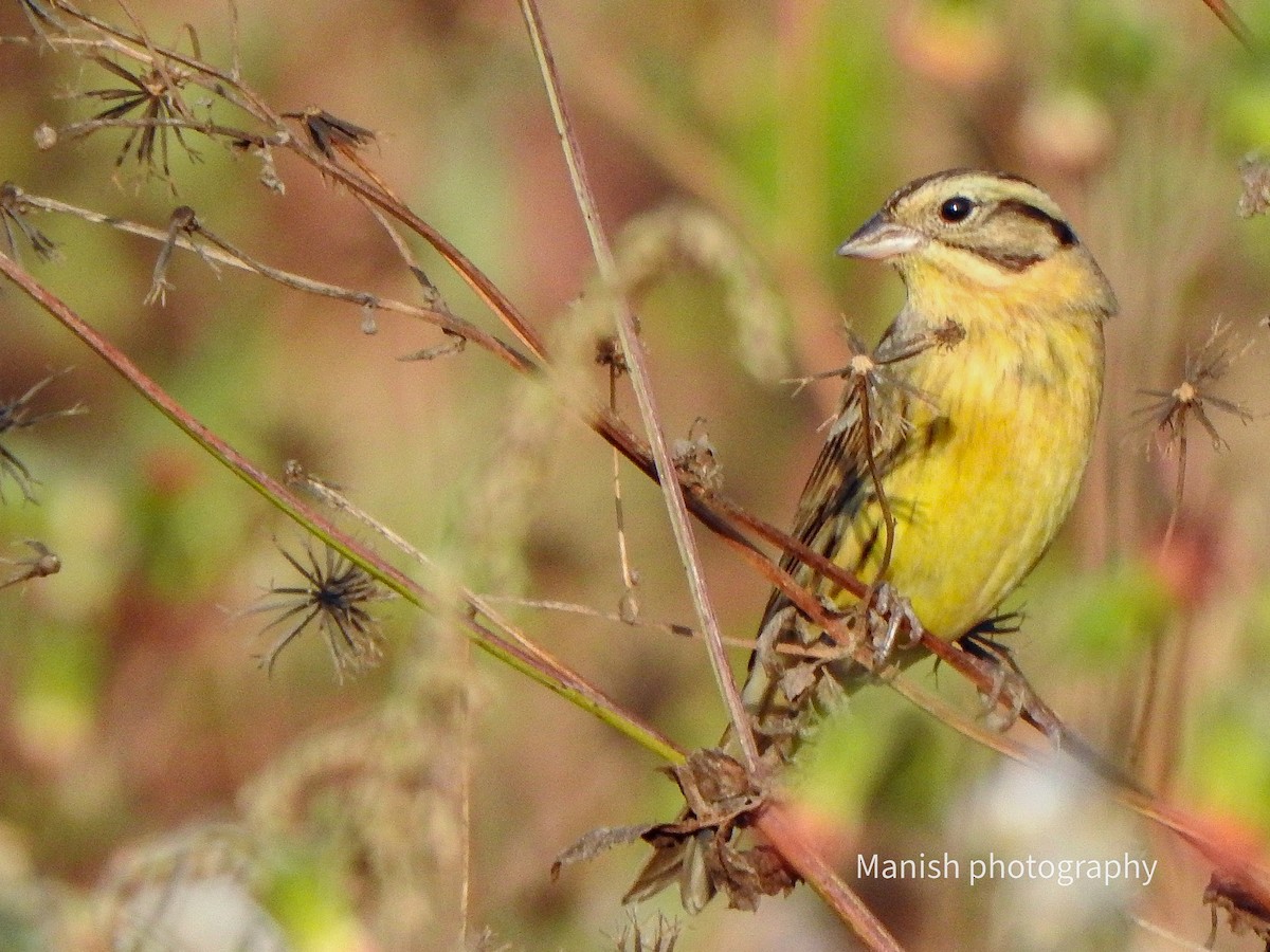 strnad obojkový - ML646332988