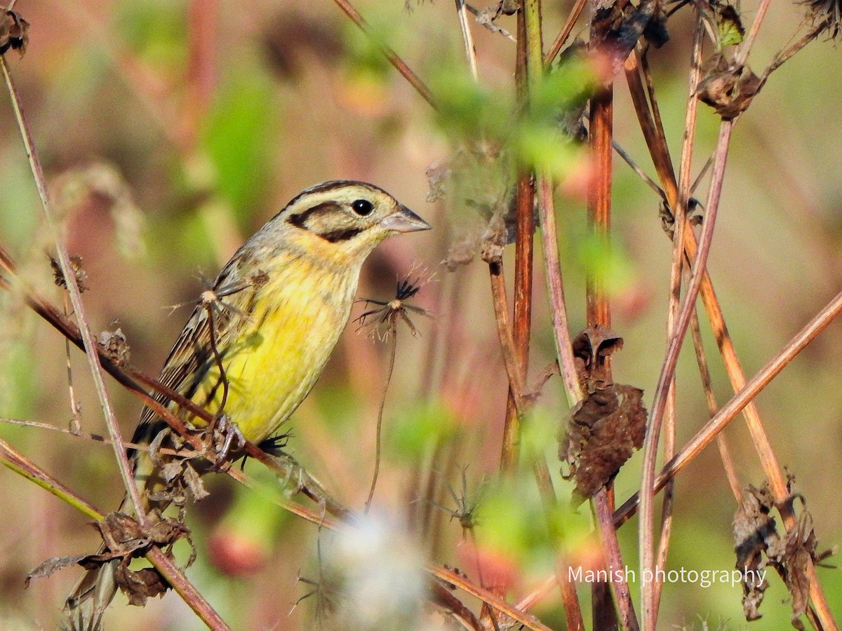 strnad obojkový - ML646332989
