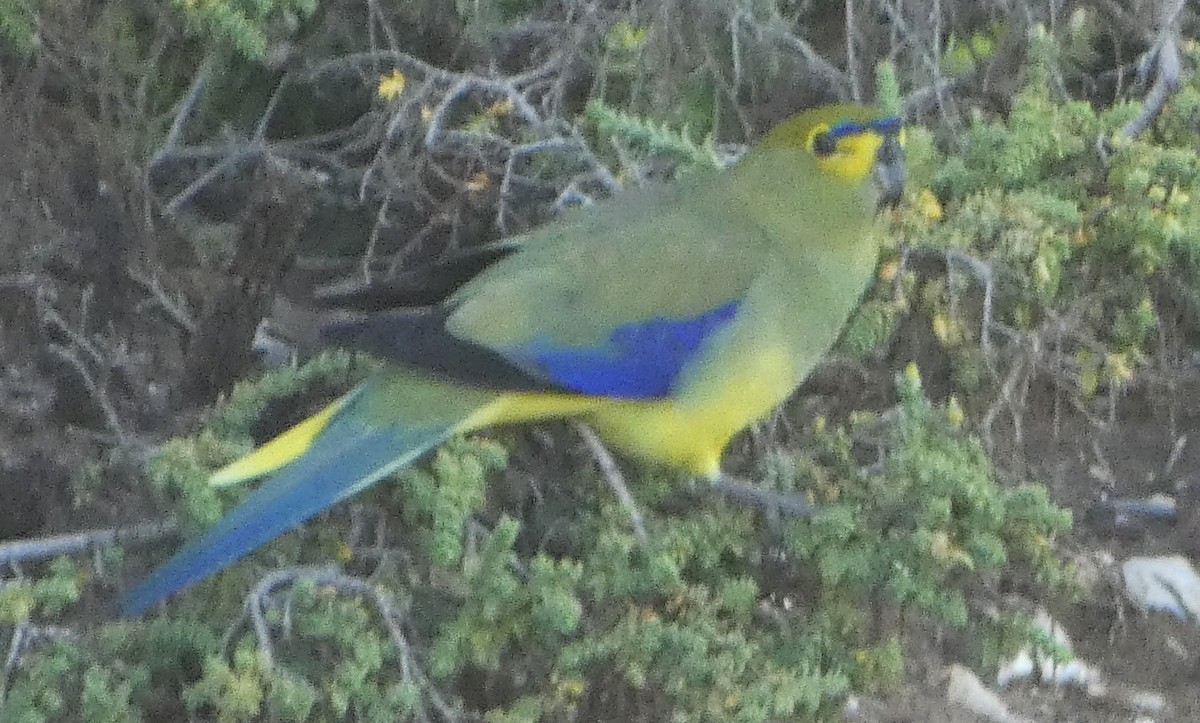 Periquito Crisóstomo - ML646332992