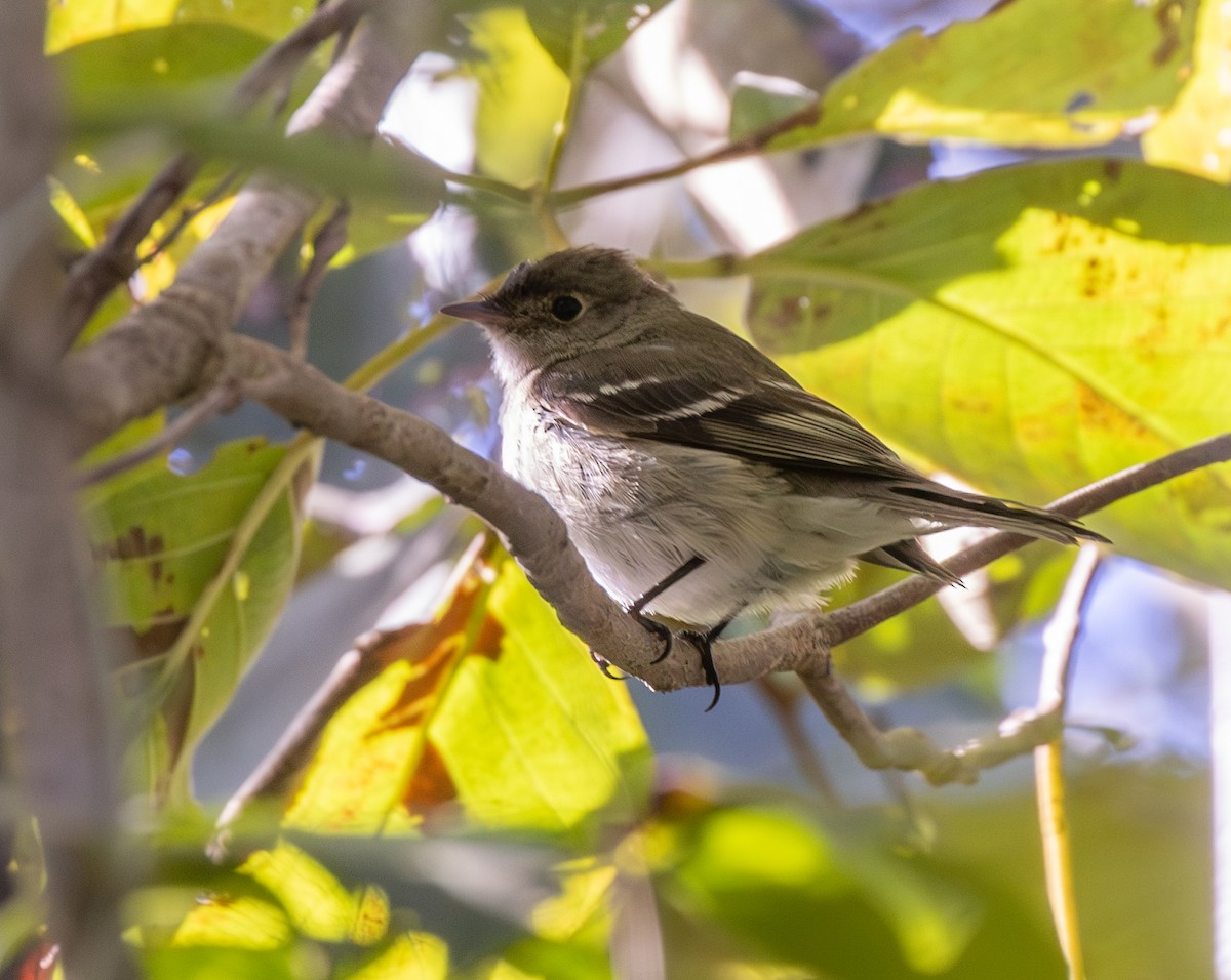 Fiofío Crestiblanco - ML646332994