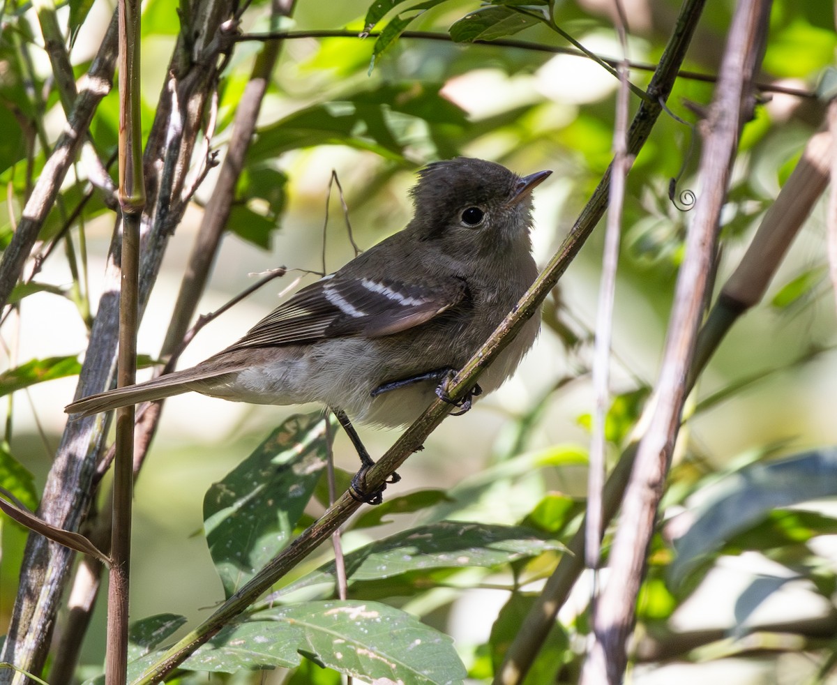 Fiofío Crestiblanco - ML646332995