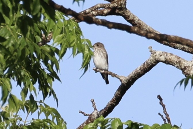 Papamoscas Estriado - ML646332999