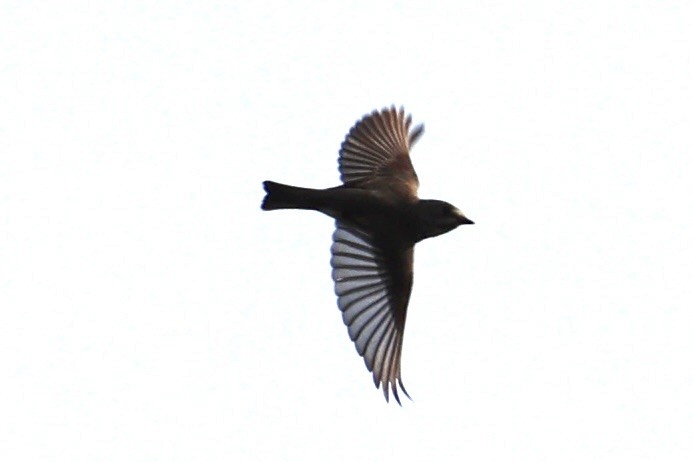 Papamoscas Estriado - ML646333000