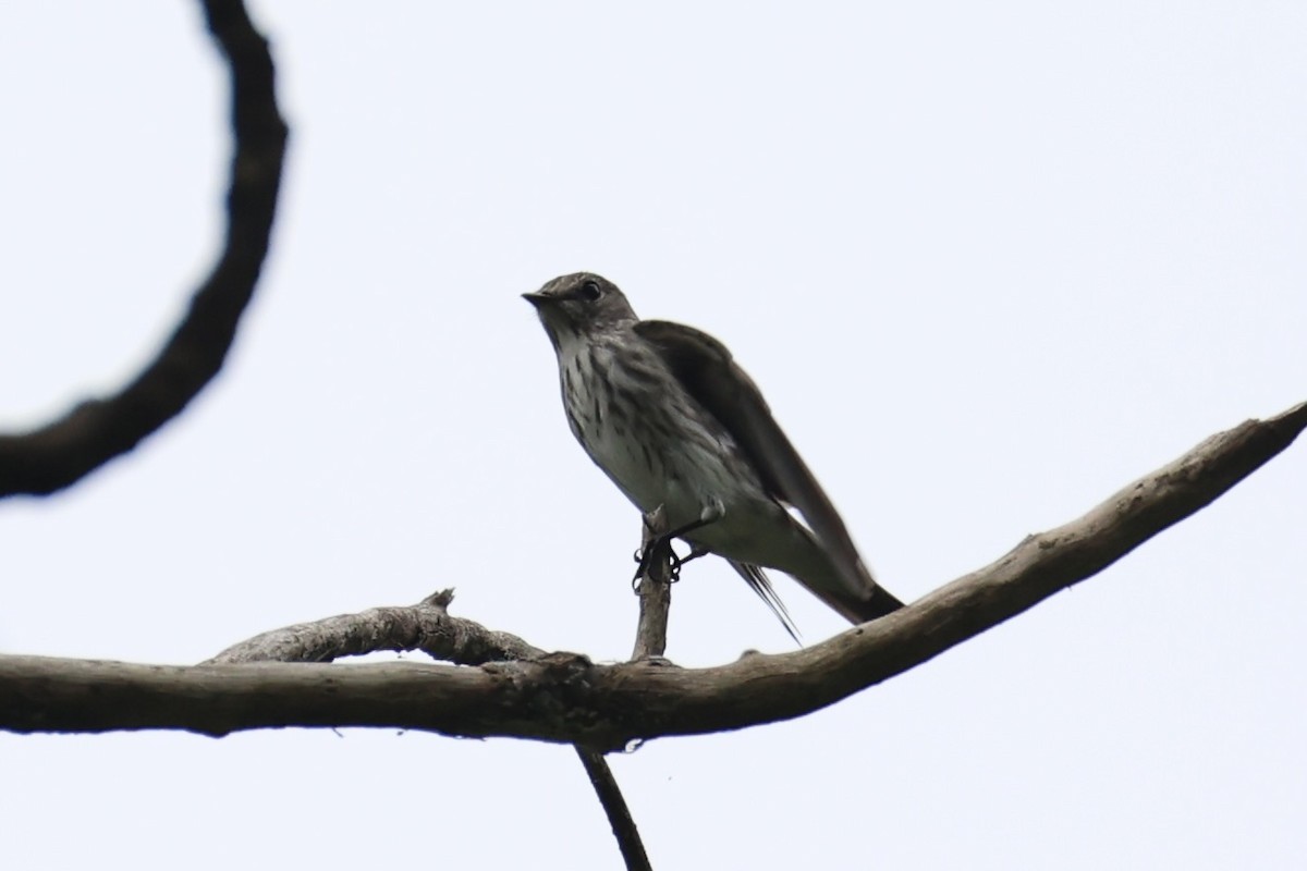 Papamoscas Estriado - ML646333003