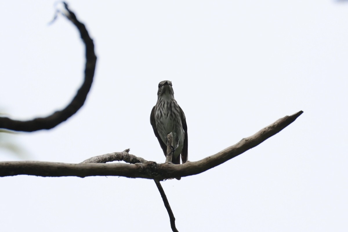 Papamoscas Estriado - ML646333004