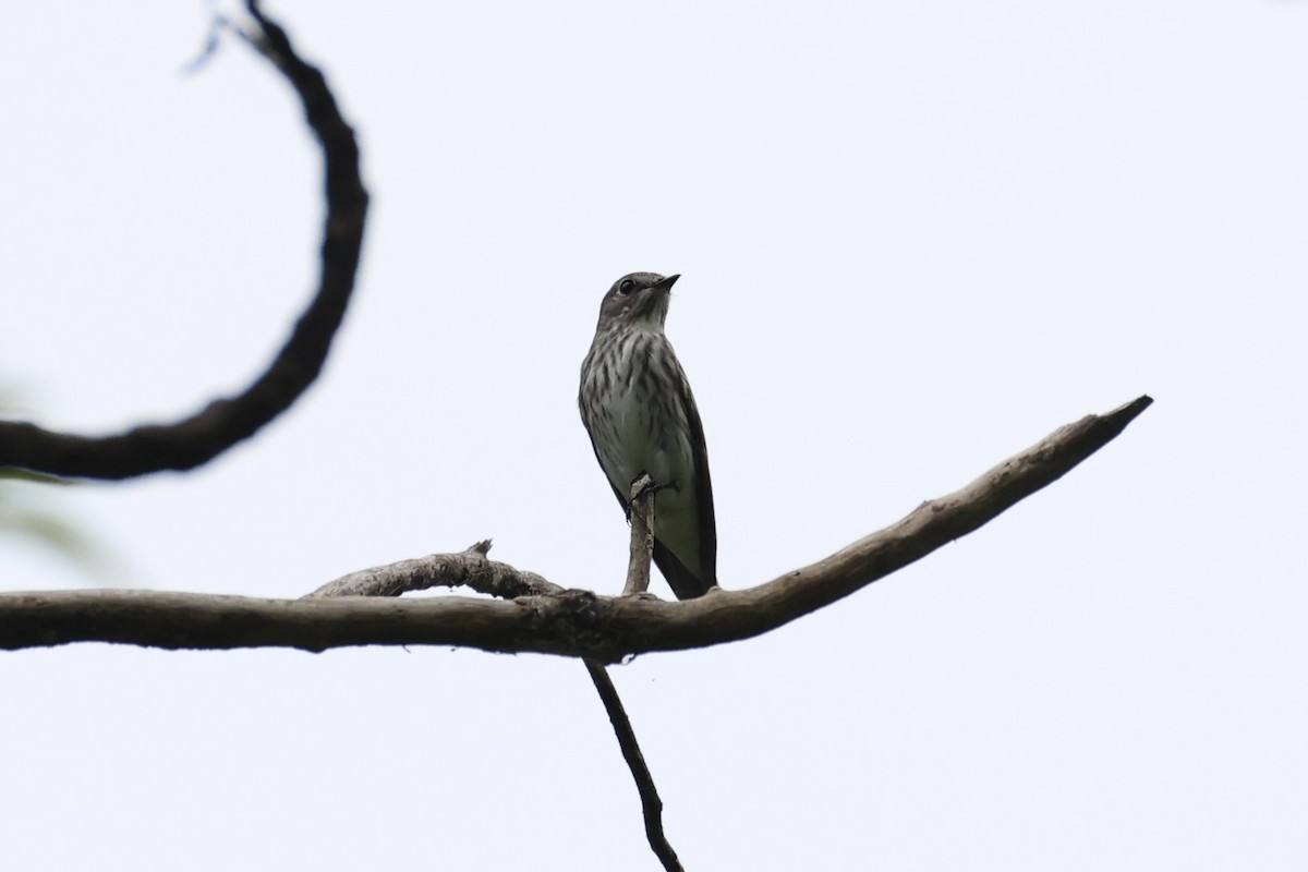 Papamoscas Estriado - ML646333006