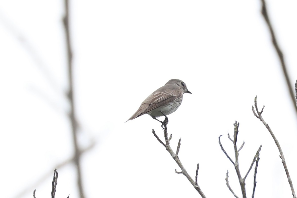 Papamoscas Estriado - ML646333007