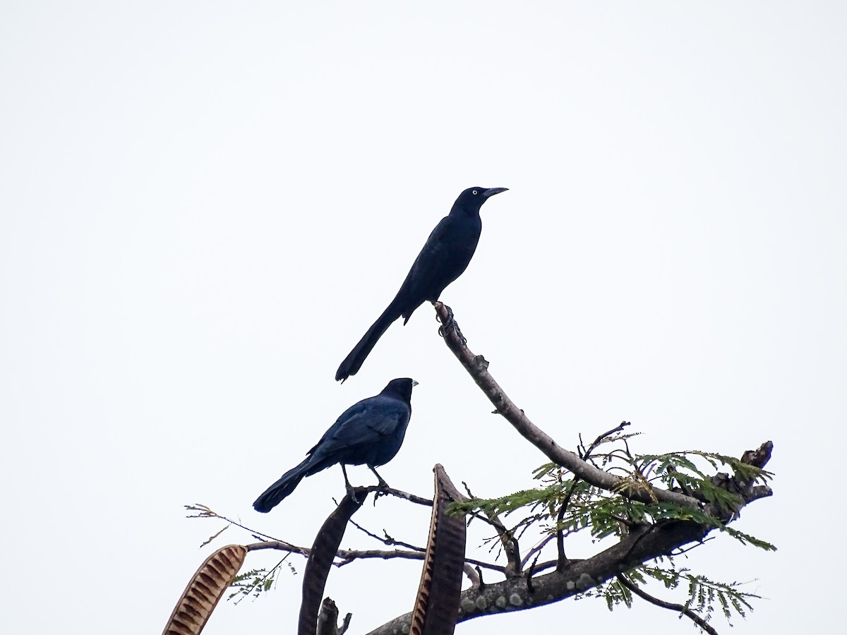 Zanate Mexicano - ML646333009