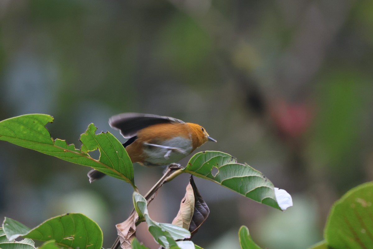 Tangara Pechicanela - ML646333014