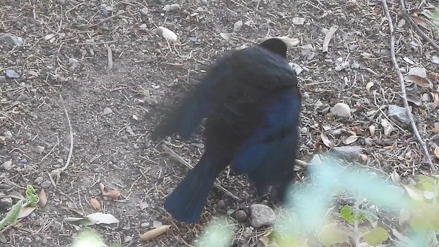 Tordo Ojirrojo - ML646333019