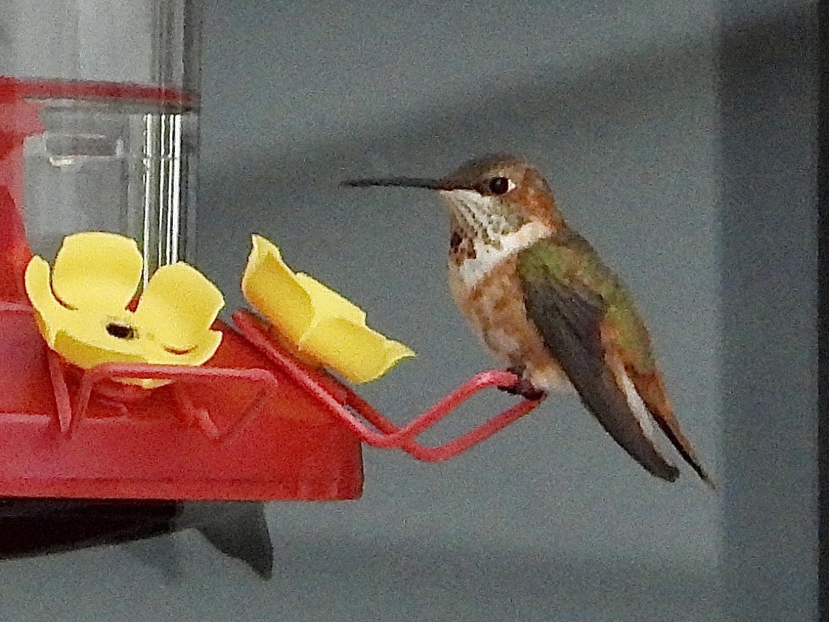 Colibrí Rufo - ML646333021