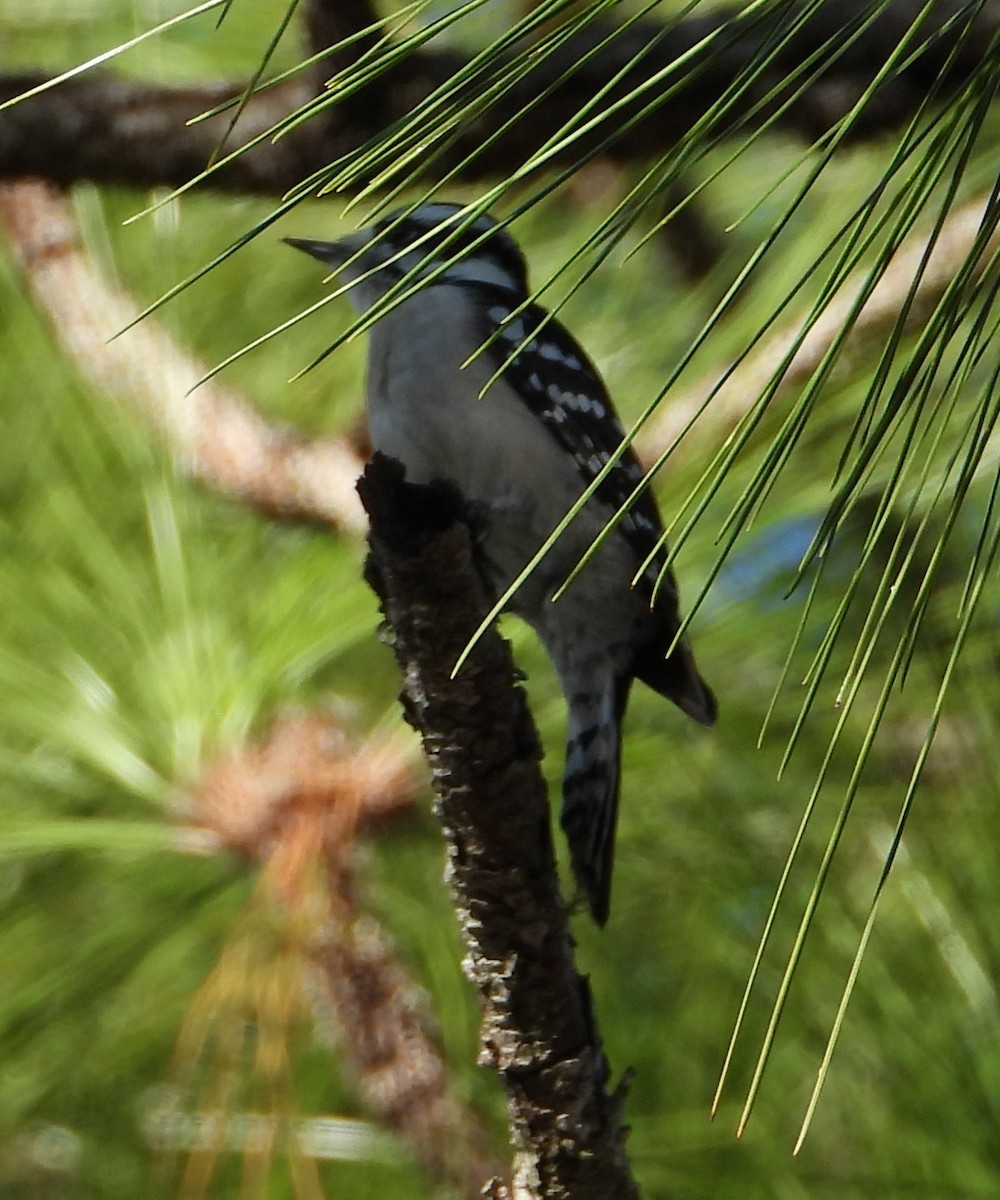 Pico Pubescente - ML646333024