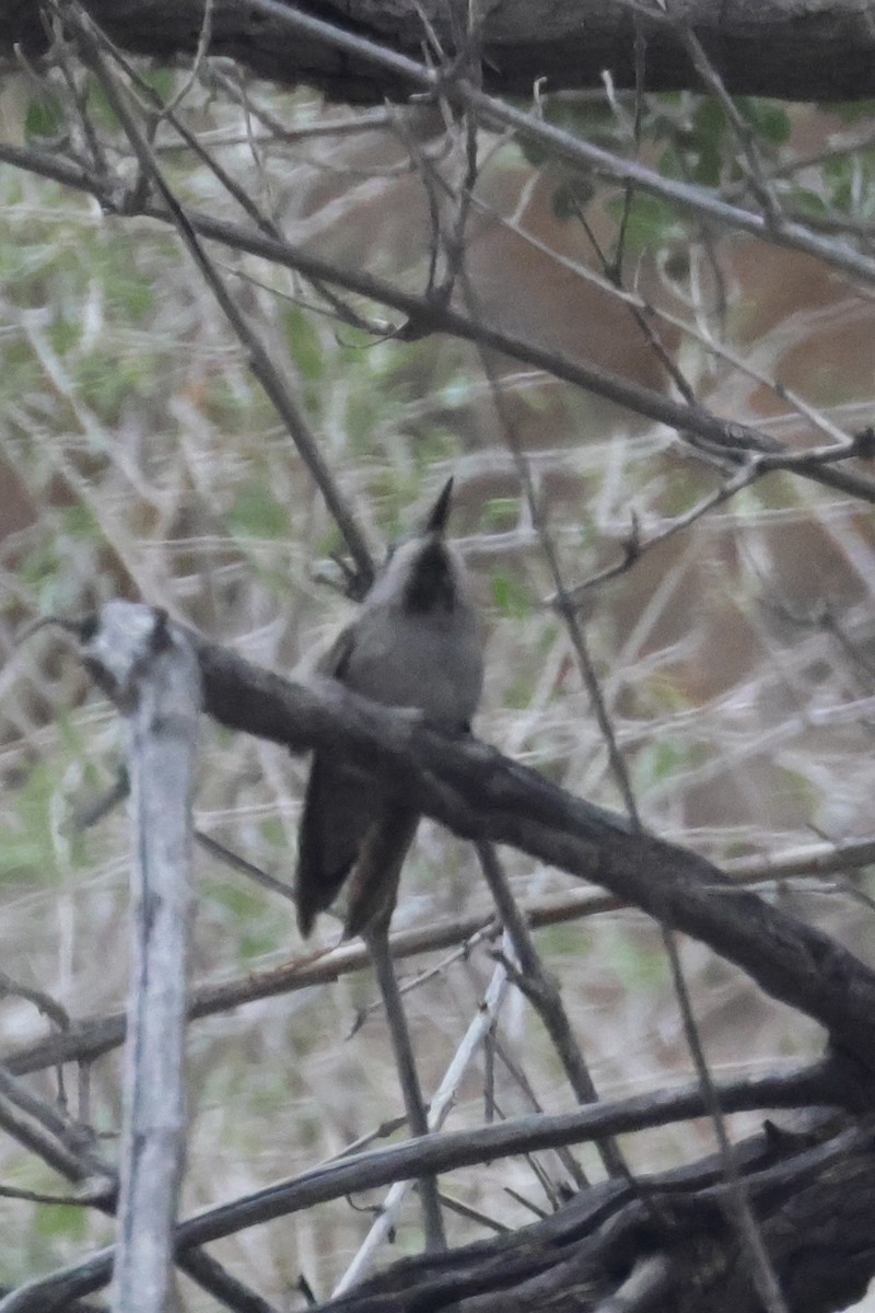 Colibrí de Costa - ML646333026