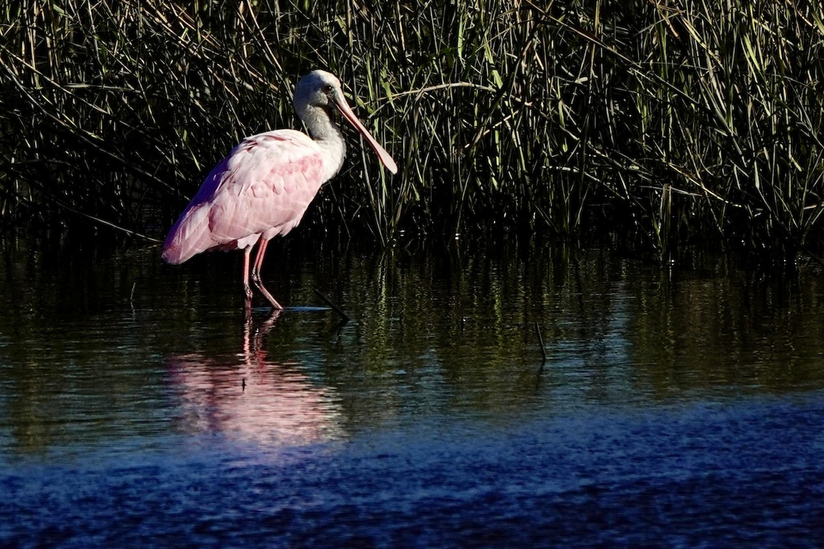 Roseate Spoonbill - ML646333041