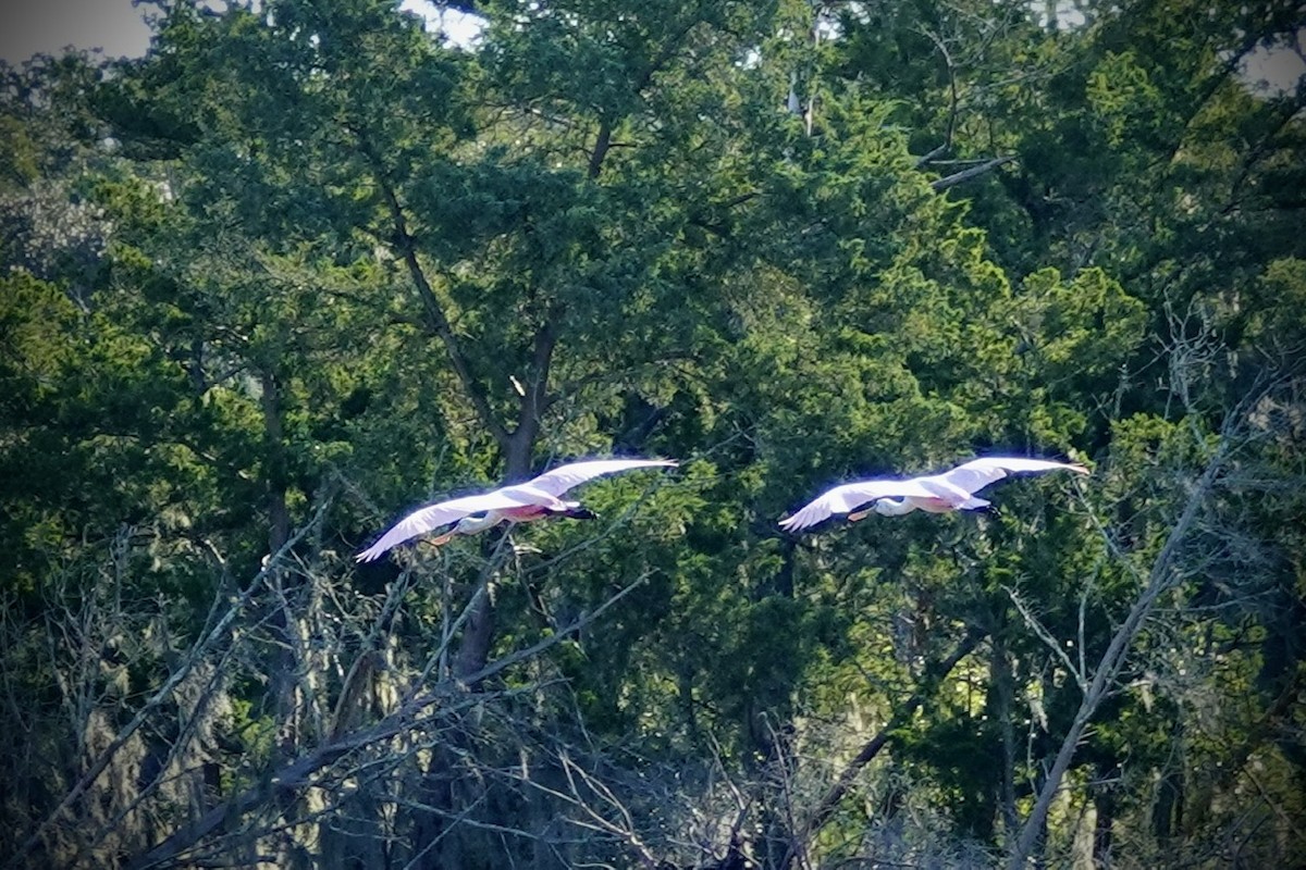 Roseate Spoonbill - ML646333042