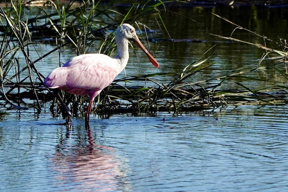 Roseate Spoonbill - ML646333043