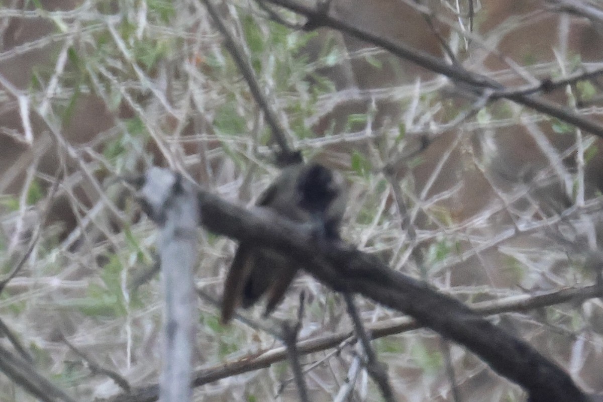 Costa's Hummingbird - ML646333044