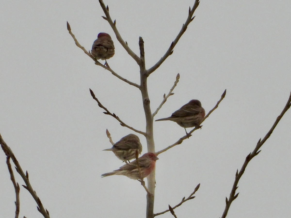 House Finch - ML646333049