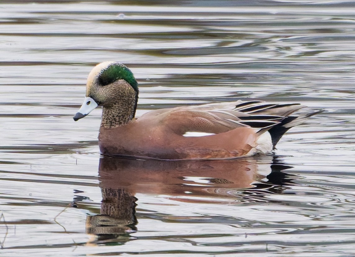 American Wigeon - ML646333078