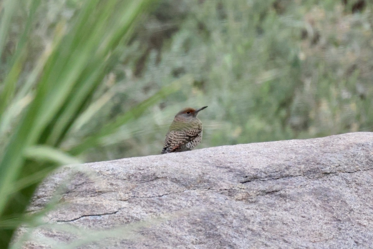 Northern Flicker (Red-shafted) - ML646333079