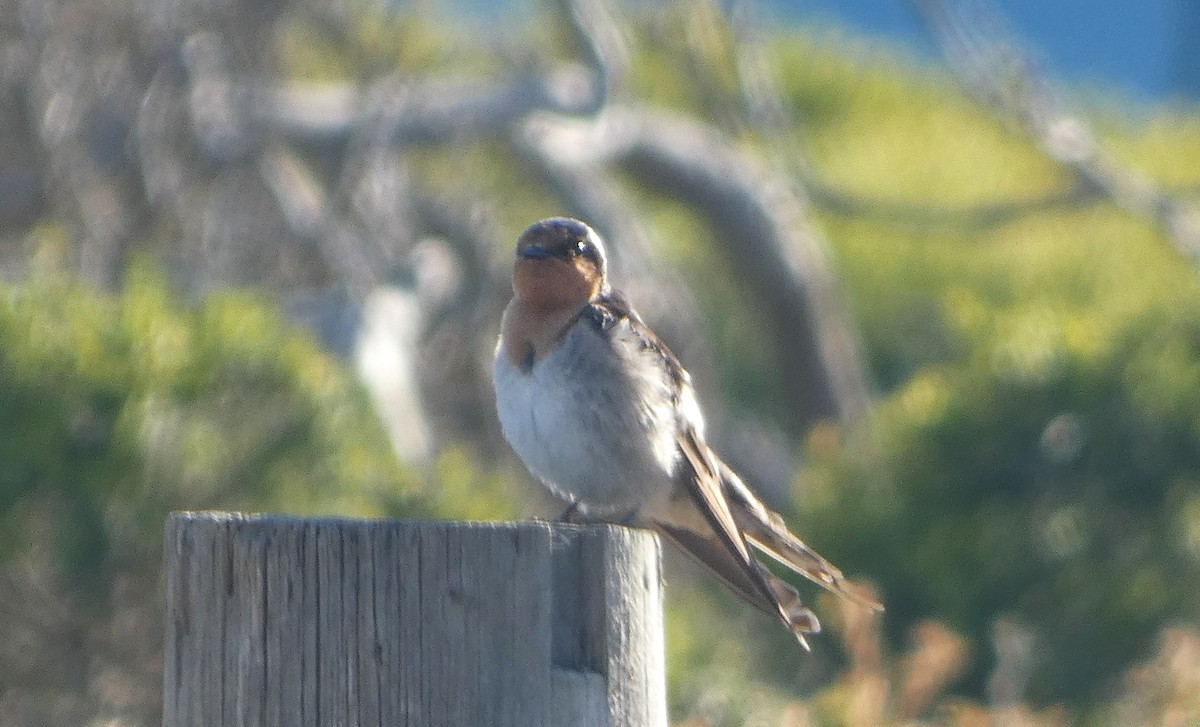 Welcome Swallow - ML646333081