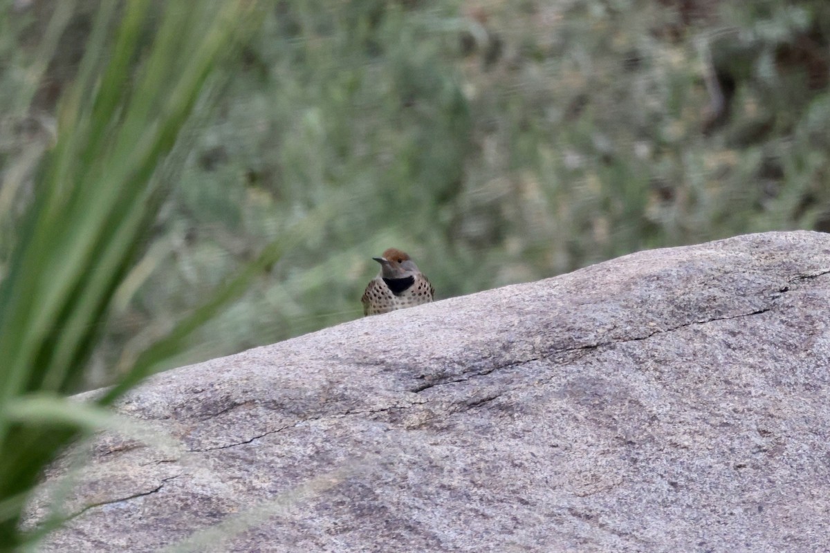Northern Flicker (Red-shafted) - ML646333082