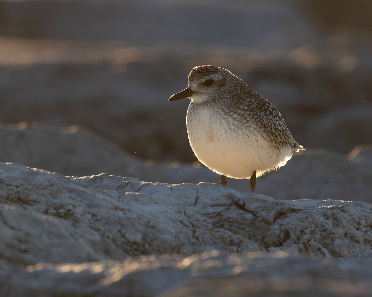 Black-bellied Plover - ML646333091