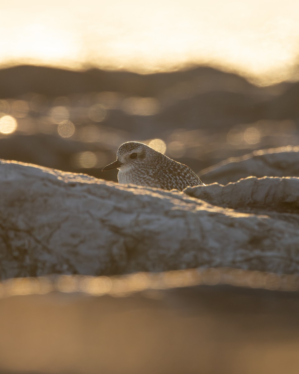 Black-bellied Plover - ML646333092