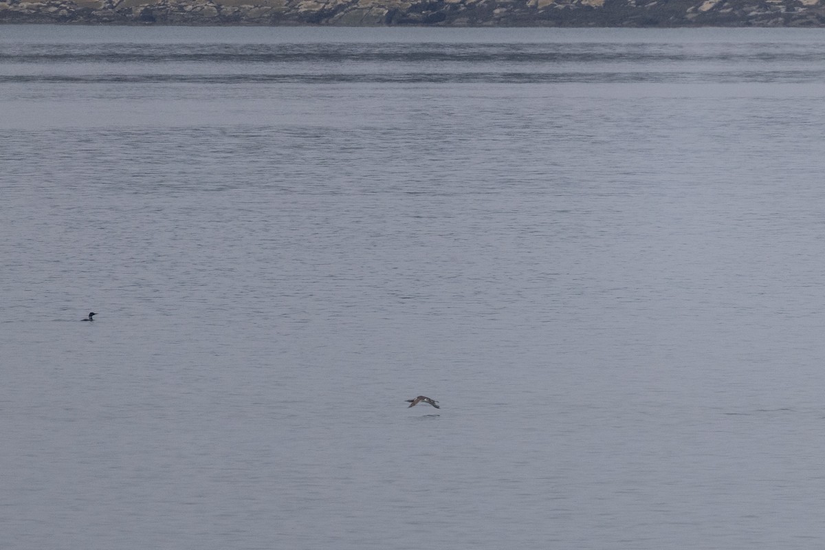 Plongeon catmarin - ML646333093