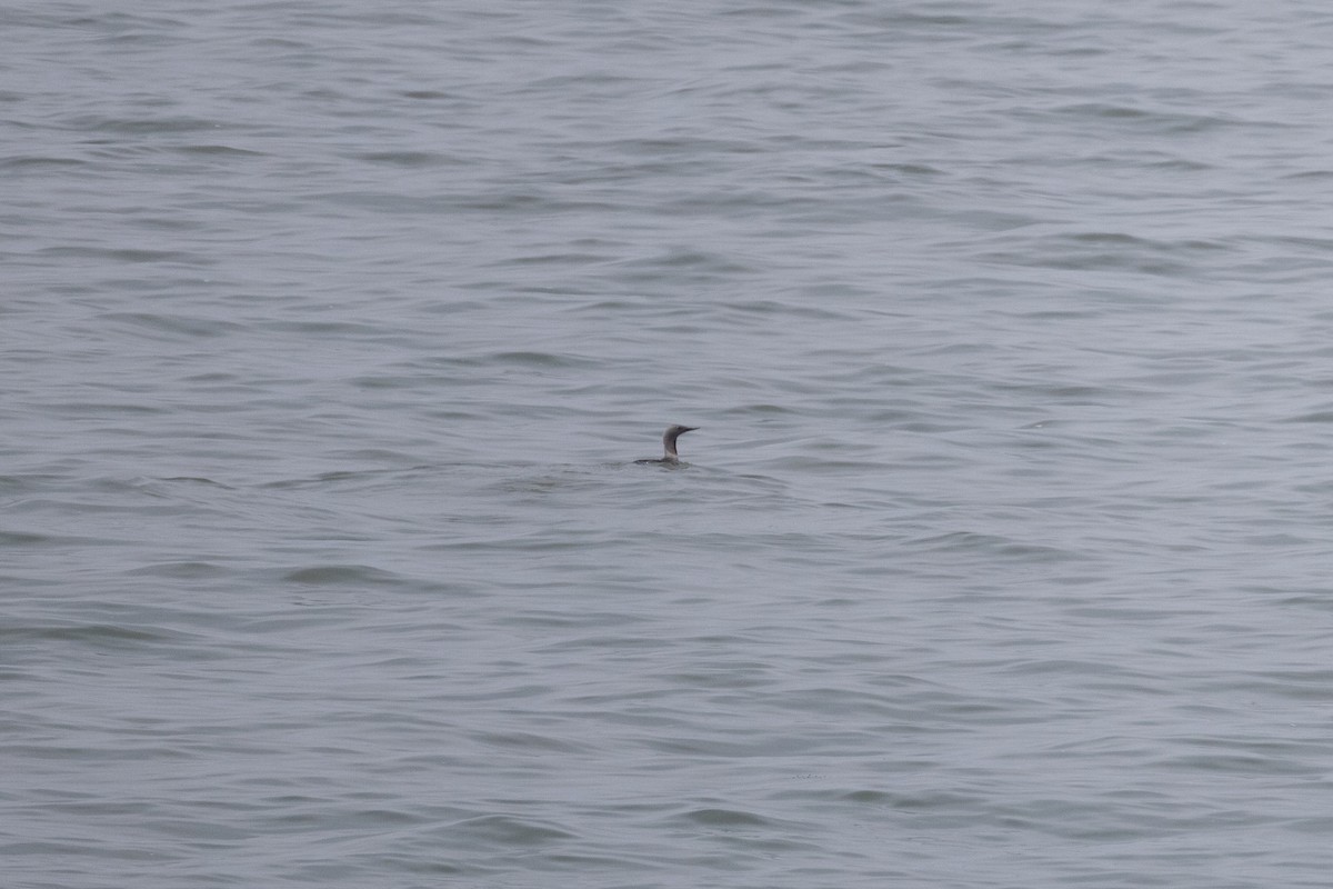 Plongeon catmarin - ML646333094