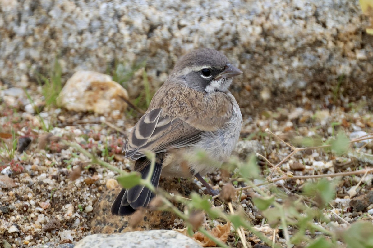 Black-throated Sparrow - ML646333098