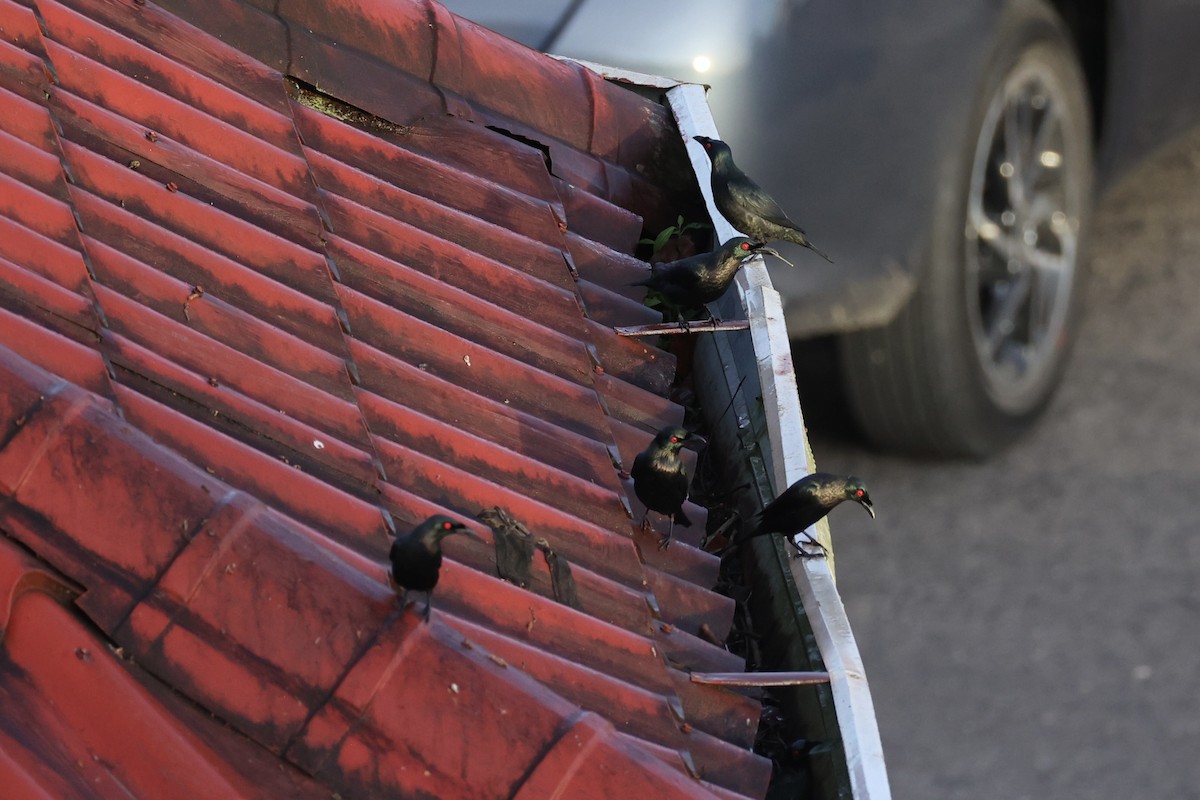 Malay Sığırcığı - ML646333099