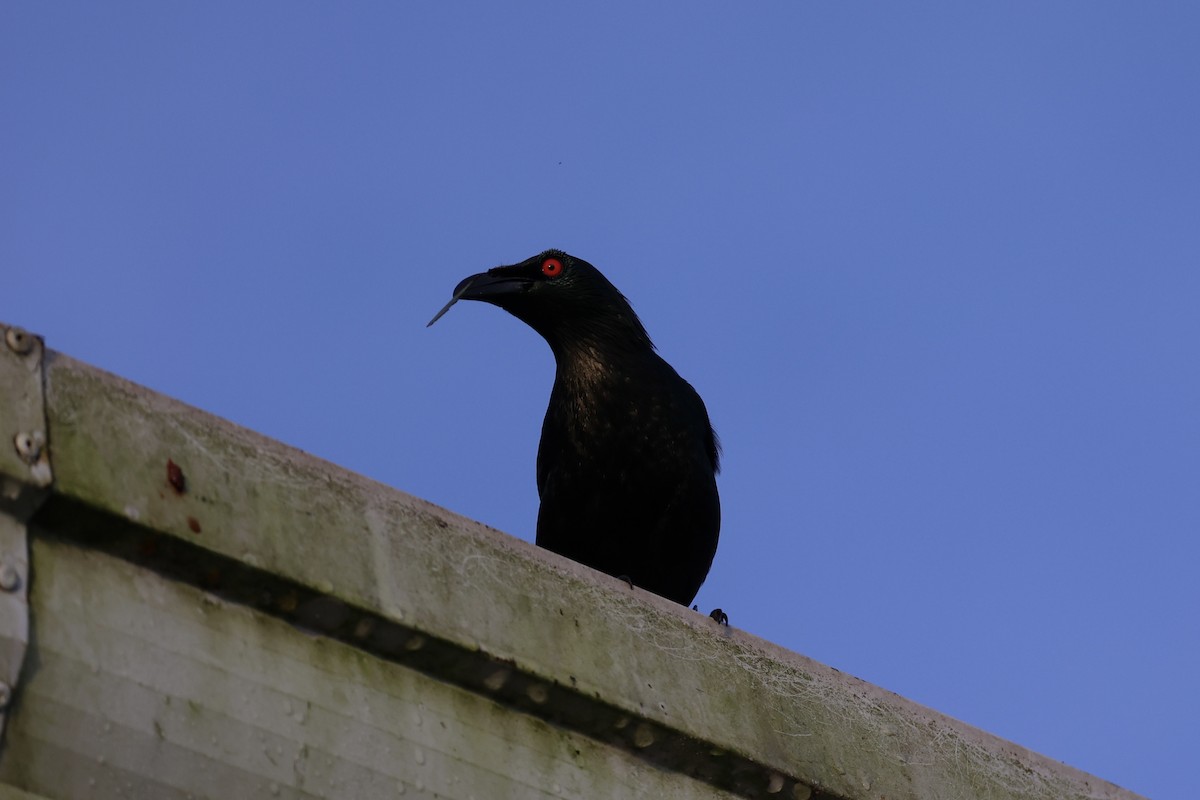 Malay Sığırcığı - ML646333100