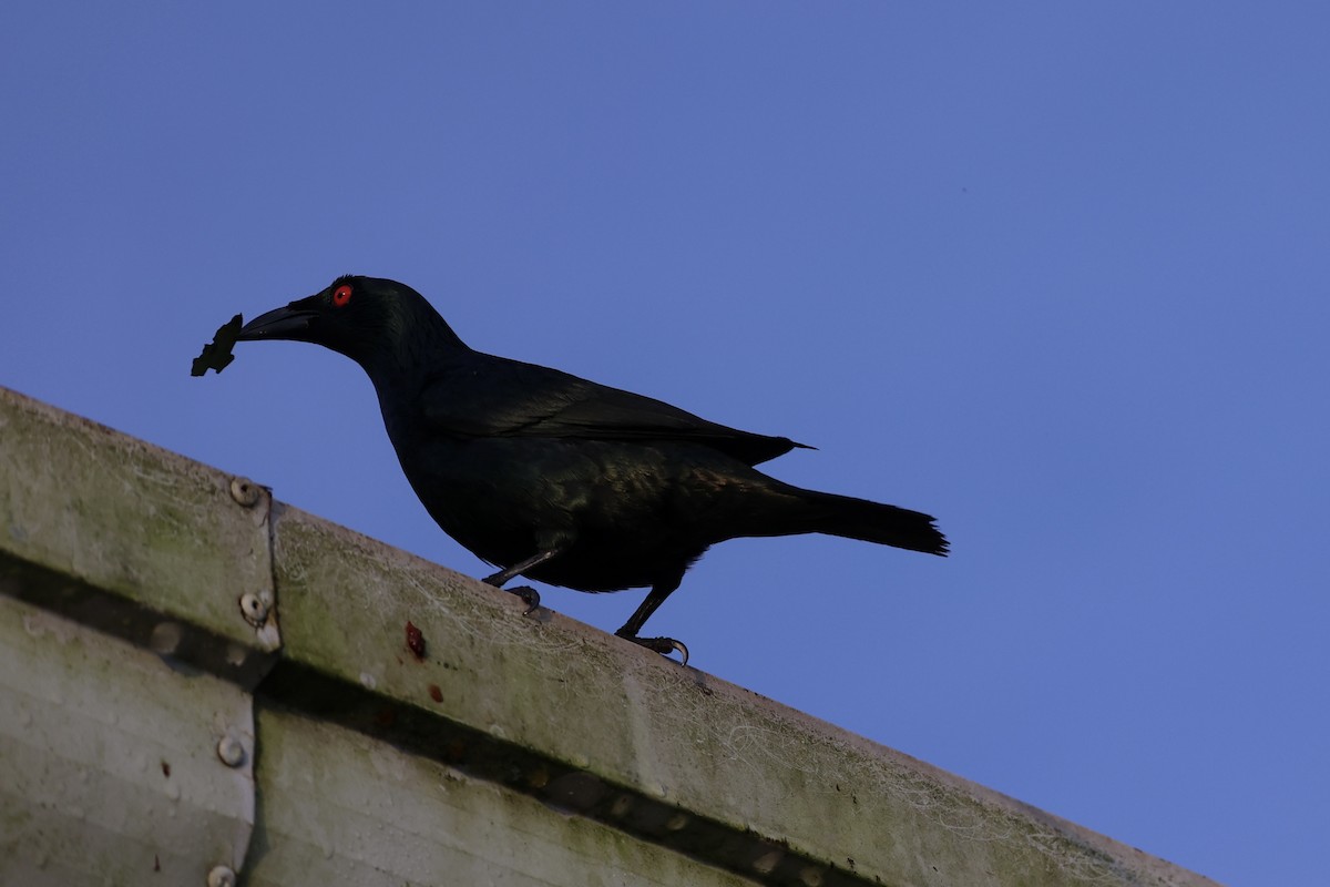 Malay Sığırcığı - ML646333101